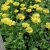 Doronicum orientale, Vårkrage / Gemsrot, P9cm