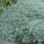 Artemisia schmidtiana Nana, Japansk Malört / Krypmalört