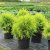 Thuja occidentalis Golden Globe, Klottuja