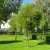 Salix fragalis Bullata