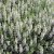 Salvia x sylvestris Schneehugel, Stäppsalvia/Skogssalvia