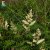 Sorbaria sorbifolia Pia E, Rönnspirea, busk C5