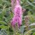 Spiraea x billardii, Klasespirea