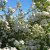 Spiraea x vanhouttei, Bukettspirea