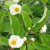 Stewartia pseudocamellia, Japansk Skenkamelia