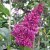 Syringa x prestoniae Redwine, Prestonsyrén