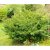 Taxus media Densiformis, Idegran, 40-50 C3,5