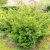 Taxus media Densiformis, Idegran, 40-50 C3,5