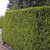 Thuja occidentalis Brabant, Tuja, 40-50 C2