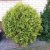 Thuja occidentalis Golden Globe, Klottuja