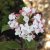 Viburnum carlesii Aurora, Luktolvon