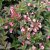 Weigela florida Minuet, Dvärgrosenprakttry