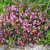 Weigela florida Minuet, Dvärgrosenprakttry