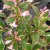 Weigela florida Nana Variegata, Rosenprakttry