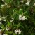 Weigela White Knight