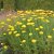 Achillea filipendulina Parker´s Variety