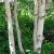 Betula utilis jacquemontii, Himalayabjörk