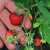 Fragaria vesca Rödluvan, Smultron