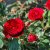 Rosa Velvet Cover ®