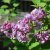 Syringa vulgaris Katherine Havemeyer, Ädelsyrén