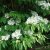 Viburnum plicatum f. tomentosum Mariesii, Japanskt Olvon