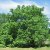 Juglans ailantifolia
