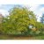 Juglans ailantifolia