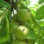 Juglans ailantifolia