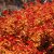 Spiraea splendens, Amerikansk Praktspirea, busk C3,5