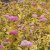 Spiraea japonica Goldmound, Dvärgpraktspirea