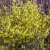Forsythia Northern Gold, Forsythia, busk C3,5
