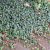 Hedera helix Baltica