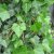 Hedera hibernica (helix hibernica), Storbladig Murgröna