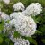 Hydrangea arborescens Incrediball ® (Strong Annabelle, Abetwo), Vidjehortensia
