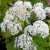 Hydrangea arborescens Incrediball ® (Strong Annabelle, Abetwo), Vidjehortensia