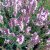 Hyssopus officinalis Roseus, Isop