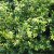 Ilex crenata Golden Gem, Japansk Järnek