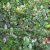 Ilex meserveae Blue Maid, Blå Järnek