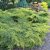 Juniperus x pfitzeriana Gold Star