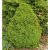 Picea glauca Alberta Globe, Dvärggran, 20-25 C3,5