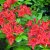 Rhododendron Knap Hill Satan, Azalea