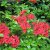 Rhododendron Knap Hill Satan, Azalea