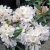 Rhododendron minus Dora Amateis, Dvärgrododendron