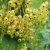 Ribes rubrum Gullan, Vita Vinbär