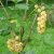 Ribes rubrum Vita Holländska (Witte Hollander), Vita Vinbär, stam co