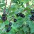Ribes nigrum Öjebyn E, Svarta Vinbär