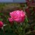 floribunda Sofiero ™ (Poulsak), Floribundaros, C4
