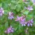 Rubus arcticus ssp. stellarct. Beata, Allåkerbär, co