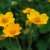 Geum montanum Diana, Bergnejlikrot