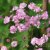 Gypsophila paniculata Flamingo, Brudslöja, P9cm